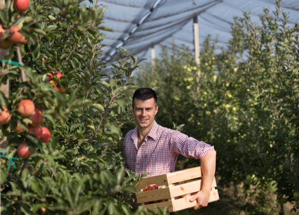 istock Farmer harvesting apples in orchard 1026072622