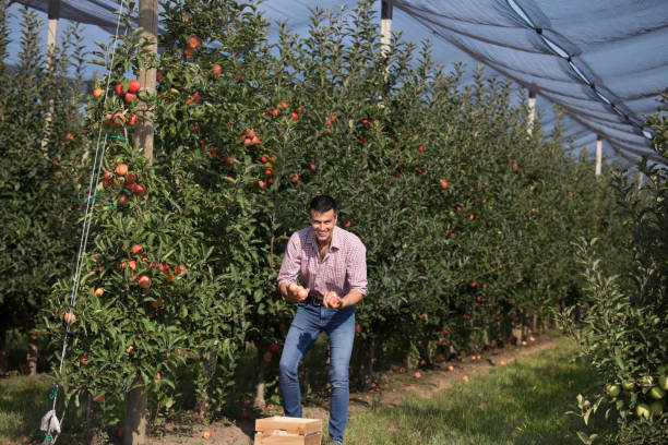 istock Farmer harvesting apples in orchard 1026077394