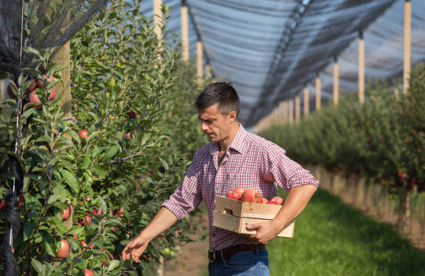 istock Farmer harvesting apples in orchard 1026077488