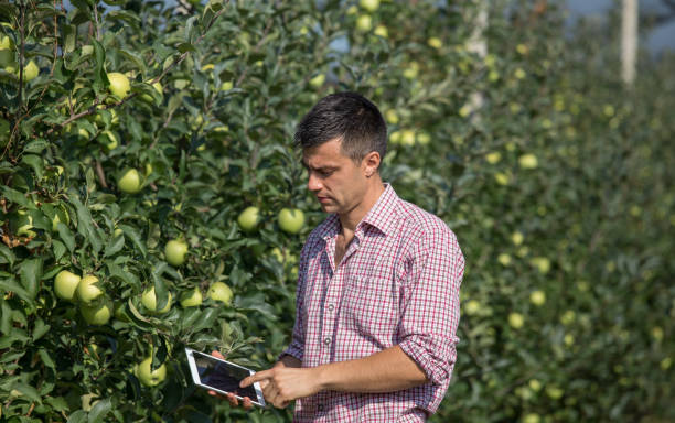 istock Farmer with tablet in apple orchard 1026078052