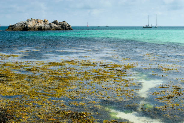 Coastline of Glenan archipelago in Brittany France Coastline of Glenan archipelago in Brittany France algue stock pictures, royalty-free photos & images