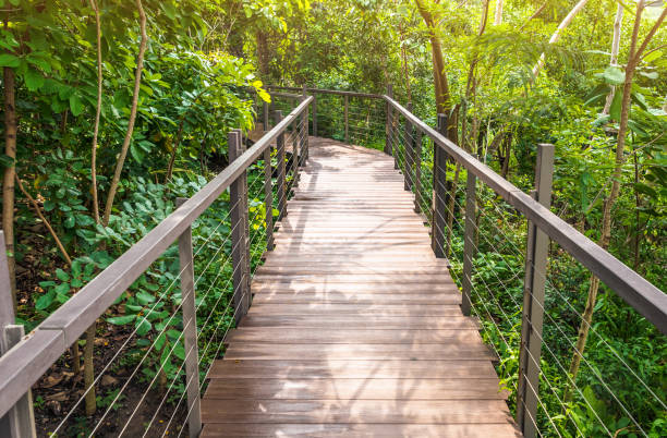 istock Wooden bridge in deep forest and sunset natural  background 1026082466