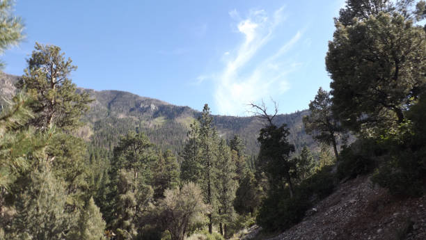 istock Mt Charleston Fletcher Canyon Hike 1026082940