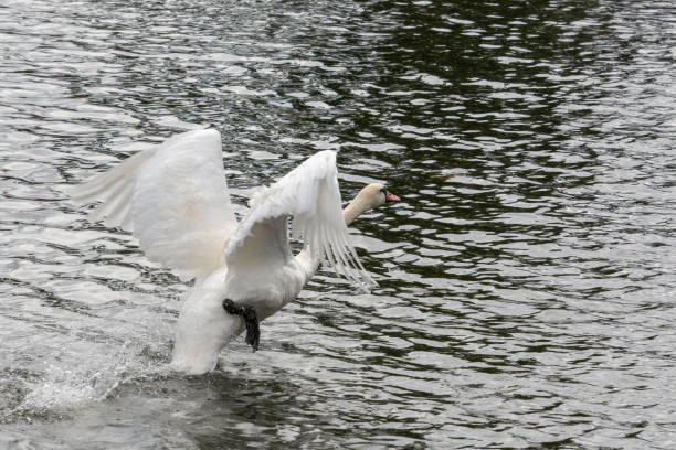 istock cynus olor running along surface of river water before flying 1026083046
