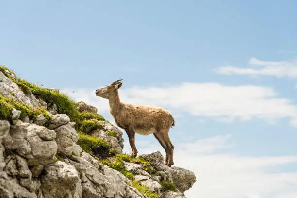 The alpine ibex  standing high up on the rock in its natural environment around mountain peak Špik Hude police / Cima di Terrarossa
