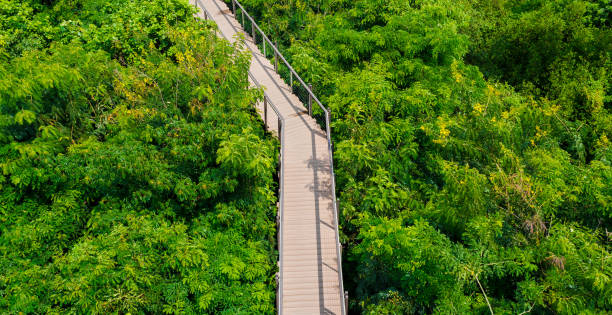 istock Natural wooden bridge in forest top view 1026089738