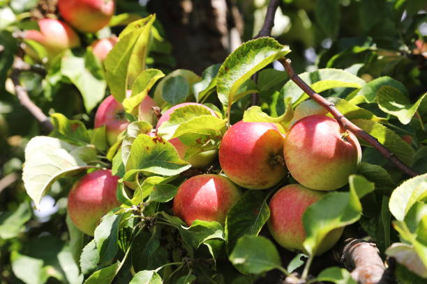 istock Ripe organic apples on tree in August summer month 1026094374