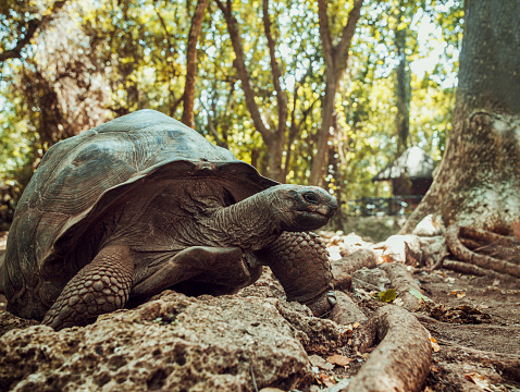 Giant Seychelles turtle in the Park on the island of Prison, Zanzibar, Tanzania