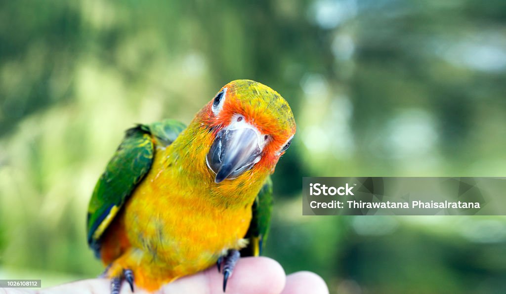 Joli oiseau vert à doigt, Parrot sur le doigt, conure soleil de perroquet sur la main. Alimentation coloré perroquets sur la main de l’homme. Oiseau sur le doigt. - Photo de Animaux de compagnie libre de droits