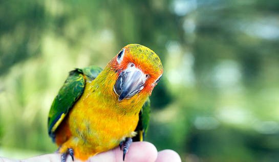 Cute green bird on finger, Parrot on the finger, Parrot Sun conure on hand. Feeding Colorful parrots on human hand. Bird on finger.
