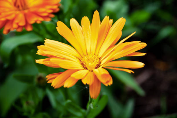istock Beautiful marigold flower head 1026111052