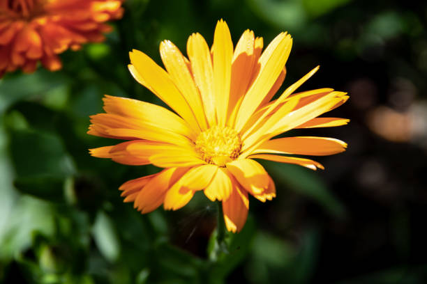 istock A beautiful marigold flower in garden 1026111070