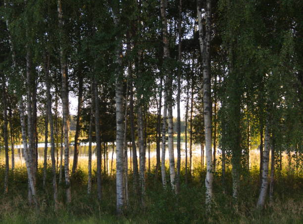 birchwood - forest sunbeam tree light ストックフォトと画像