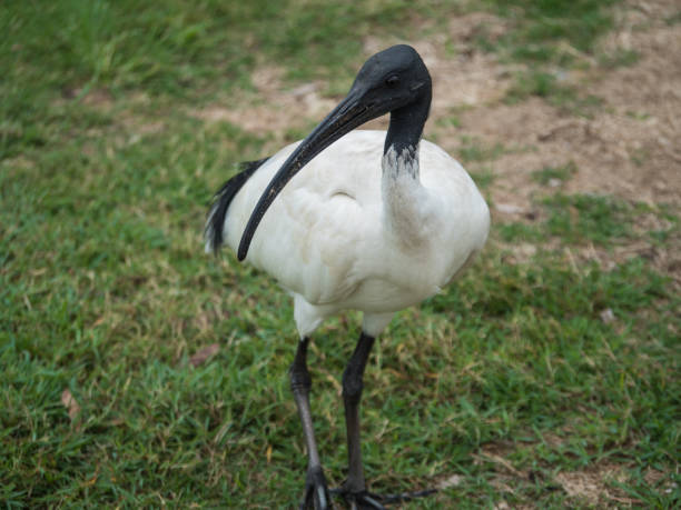istock Sacred Ibis Bird Australia 1026115670