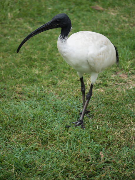 istock Sacred Ibis Bird Australia 1026115682