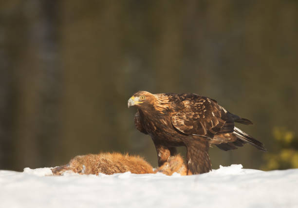 istock Golden Eagle feeding on a dead red Fox in winter 1026115910