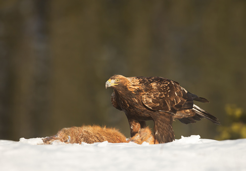 Golden Eagle (Aquila chrysaetos) feeding on a dead red Fox in winter, Norway.