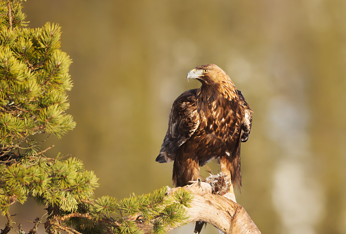 Golden Eagle (Aquila chrysaetos) perching on a pine tree branch with a killed bird in the claws, Norway.