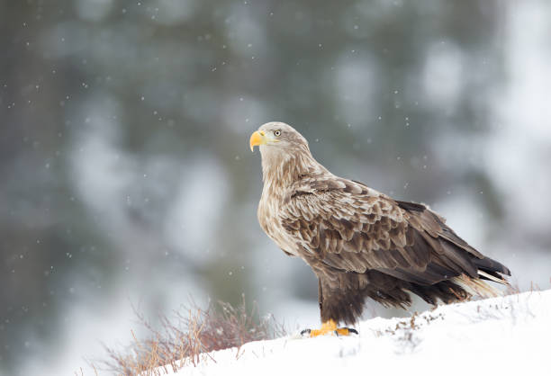nahaufnahme von einem seeadler eaglen auf schnee - snowing eagle white tailed eagle cold stock-fotos und bilder