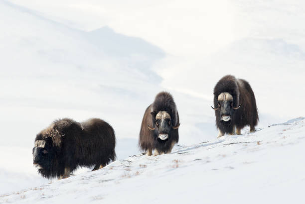 boeufs musqués trois hommes debout dans les montagnes enneigées de dovrefjell - boeuf musqué photos et images de collection