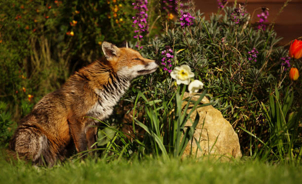 istock Red Fox smelling the flowers in the garden 1026116782
