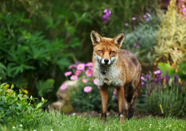 istock Red fox standing in the garden with flowers 1026120918