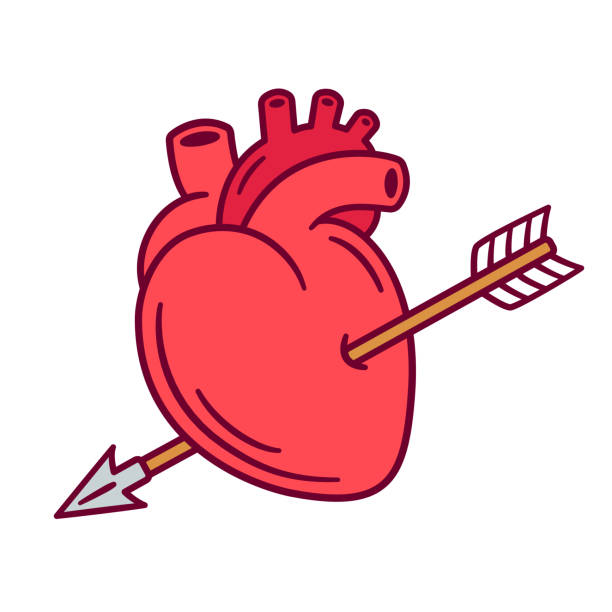 bildbanksillustrationer, clip art samt tecknat material och ikoner med realistiska hjärta med pil - aorta