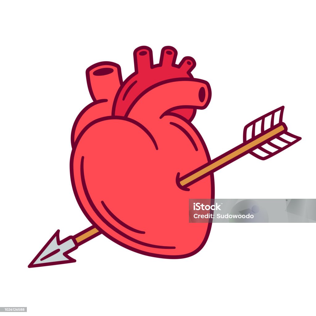 Realistic heart with arrow Realistic anatomic heart pierced with arrow, love symbol cartoon drawing. Isolated vector illustration for Valentines day. Heart - Internal Organ stock vector