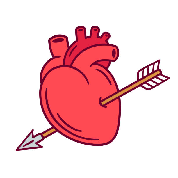 Realistic heart with arrow Realistic anatomic heart pierced with arrow, love symbol cartoon drawing. Isolated vector illustration for Valentines day. heart internal organ stock illustrations
