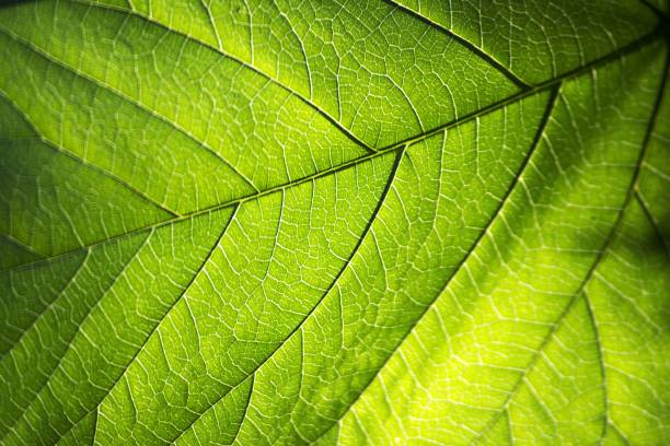 istock Texture of green leaf 1026126658