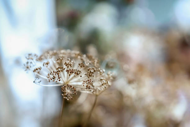 istock Decorative dry umbelliferous inflorescence, selective soft focus. Autumn and farming, blurry light 1026127048