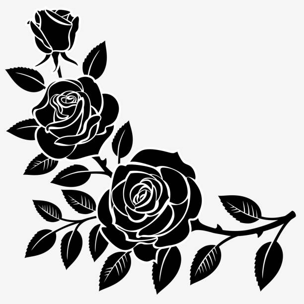 Branch of roses Branch of roses on a white background black and white rose stock illustrations