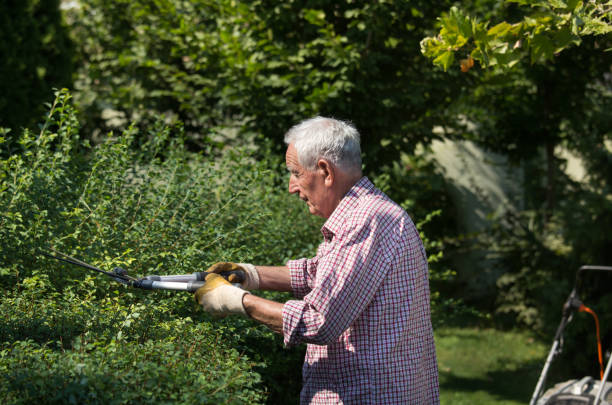 istock Senior man trimming hedge 1026127462