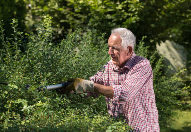 istock Senior man trimming hedge 1026130644
