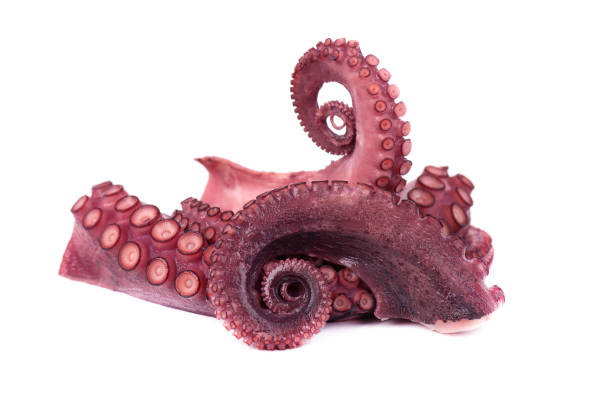 istock Tentacles of octopus isolated on white background 1026132428