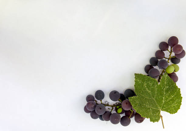 Fresh ripe sweet grape vine on white paper with copy space. stock photo