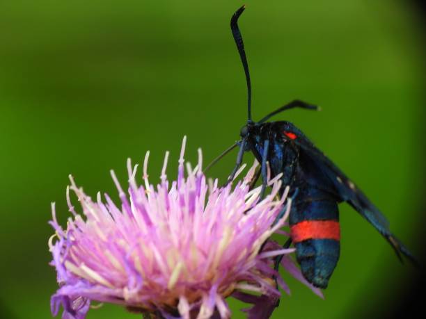 Zygaena ephialtes Blue butterfly zygaena ephialtes stock pictures, royalty-free photos & images