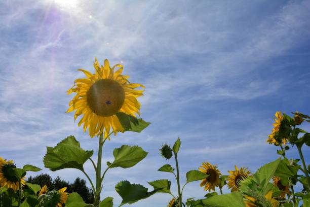 istock Big sunflower with the beaming sun 1026132710