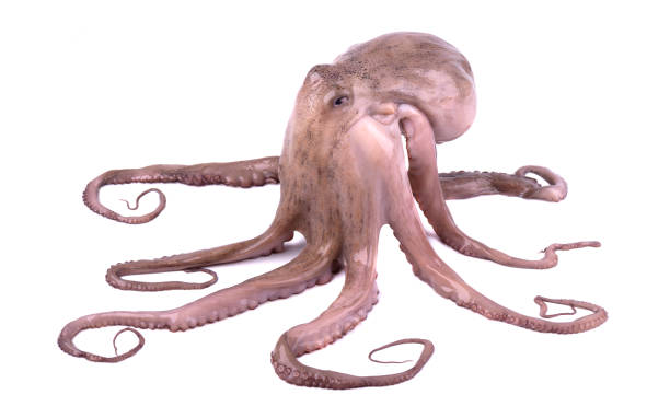istock Fresh octopus isolated on white background. Live octopus isolated 1026132736