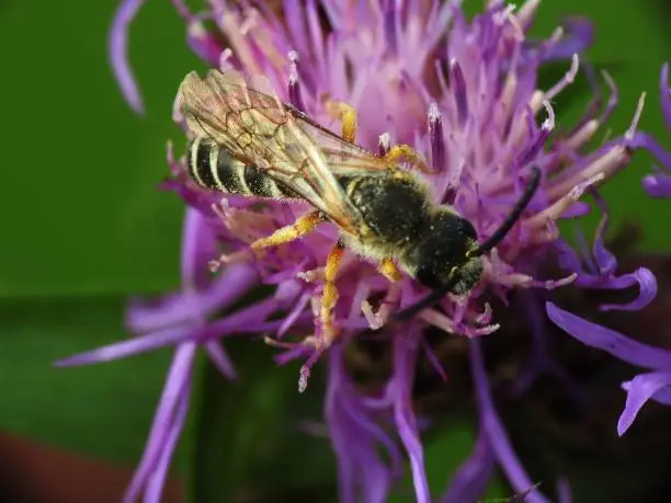 Honey bee sized-Halictus