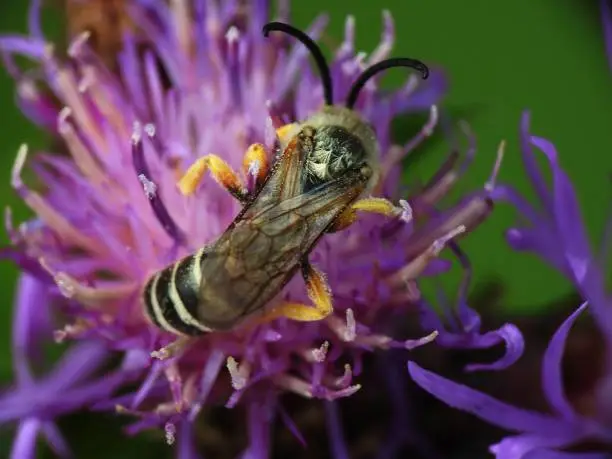 Wild honey bee