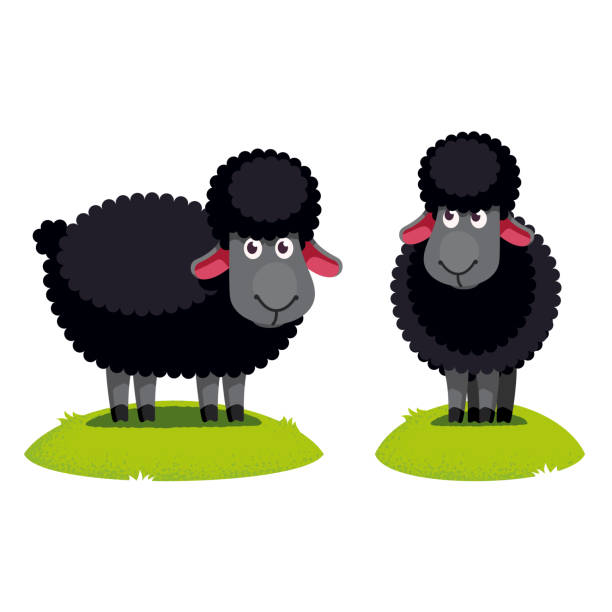 Two Black Sheep Standing On Green Lawn Odd Different Cartoon Character  Metaphor Farm And Domestic Animal Flat Vector Clipart Illustration Stock  Illustration - Download Image Now - iStock