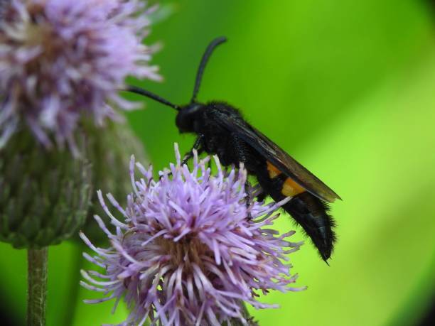 istock Scolia hirta on purple flowers 1026135222