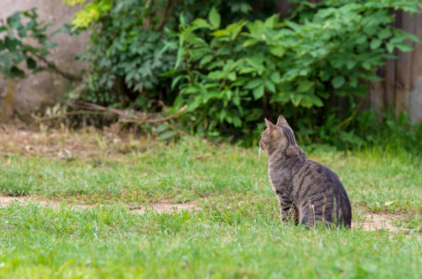 istock Gray tabby European cat. 1026135482