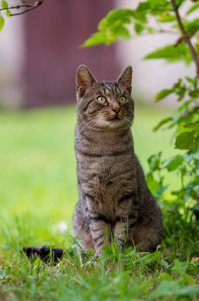 istock Gray tabby European cat. 1026135514