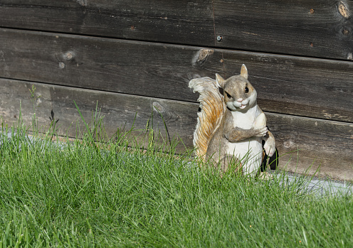 Decorative garden squirrel that holds one acorn stands at border of the green grass close to wood terrace, sunny day, like alive