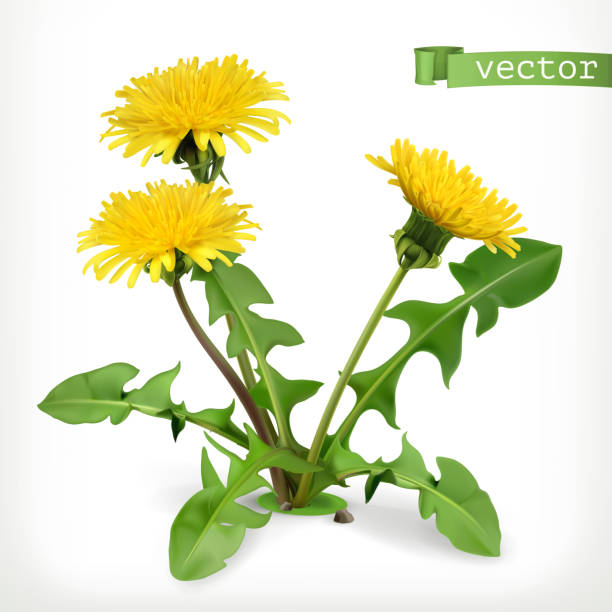 löwenzahn blumen, 3d vektor icon - dandelion stock-grafiken, -clipart, -cartoons und -symbole