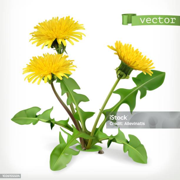 Löwenzahn Blumen 3d Vektor Icon Stock Vektor Art und mehr Bilder von Löwenzahn - Korbblütler - Löwenzahn - Korbblütler, Blume, Freisteller – Neutraler Hintergrund