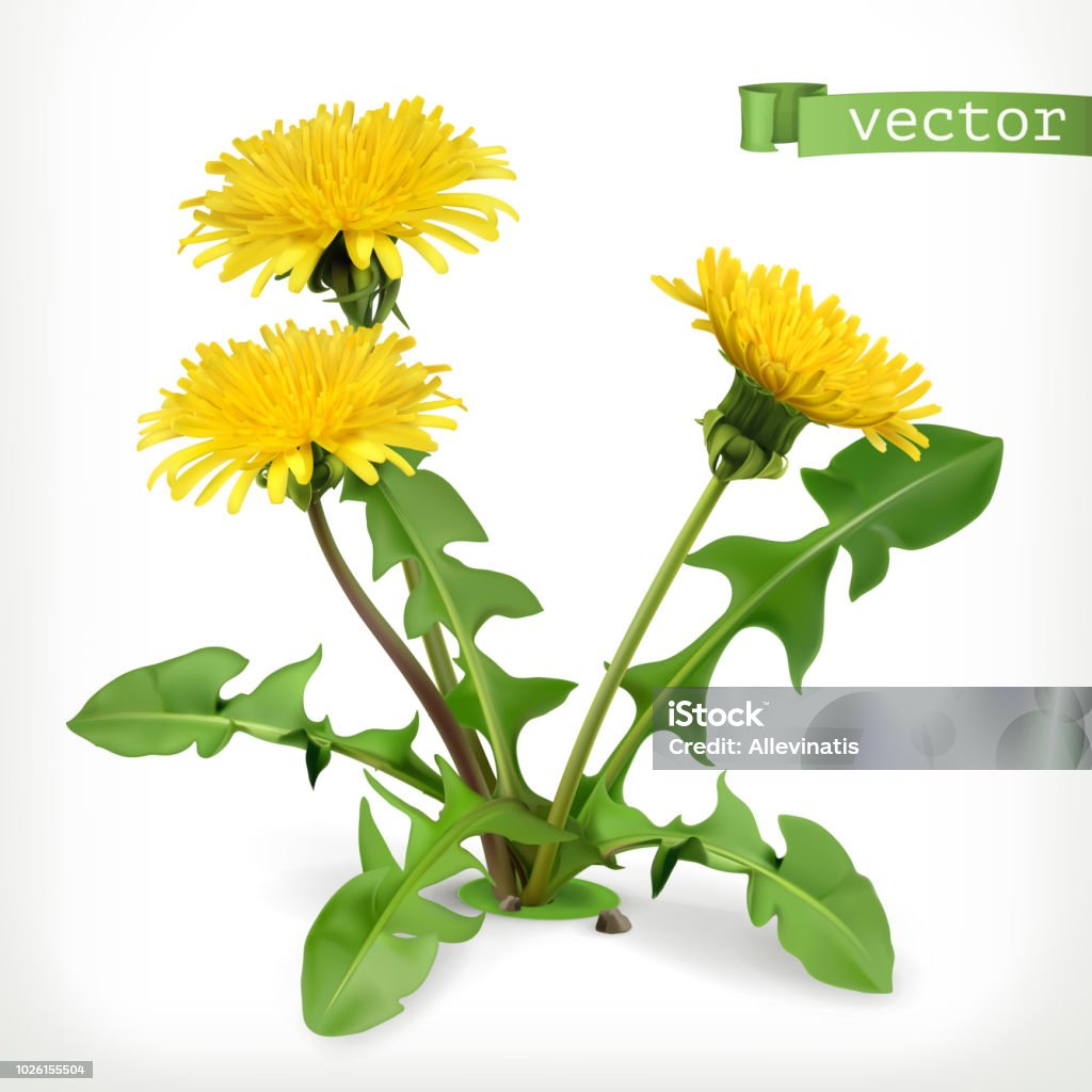Dandelion flowers, 3d vector icon Dandelion stock vector