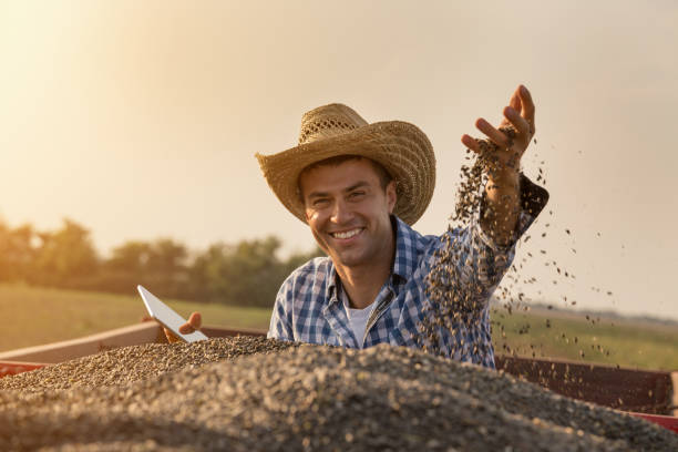 해바라기 씨를 손에 들고 농부 - tractor agriculture field harvesting 뉴스 사진 이미지